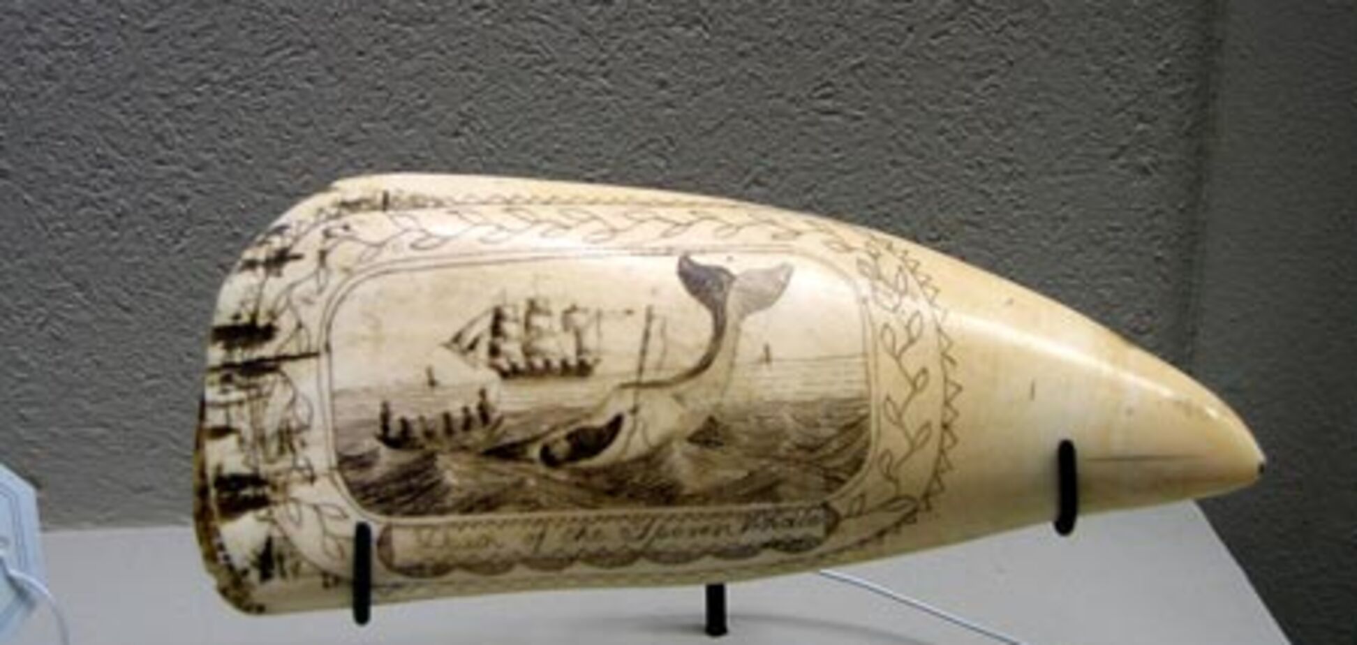 Одессита депортируют из США за контрабанду зубов кашалота