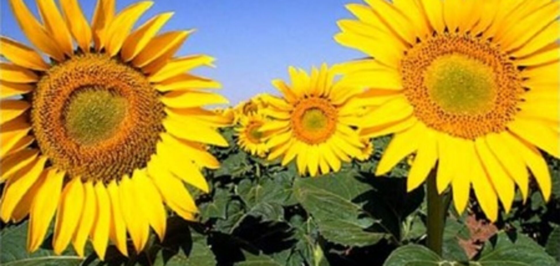 Гречка и подсолнечное масло подорожают