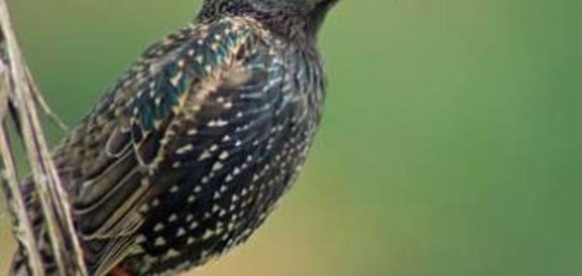 В Румынии и Италии установили причину массовой гибели птиц