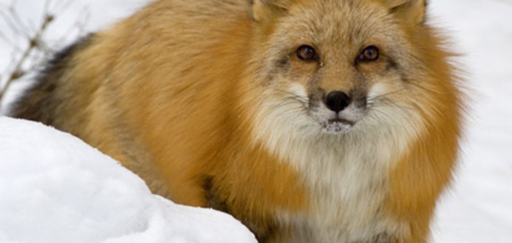 Лиса подстрелила охотника и скрылась с места преступления