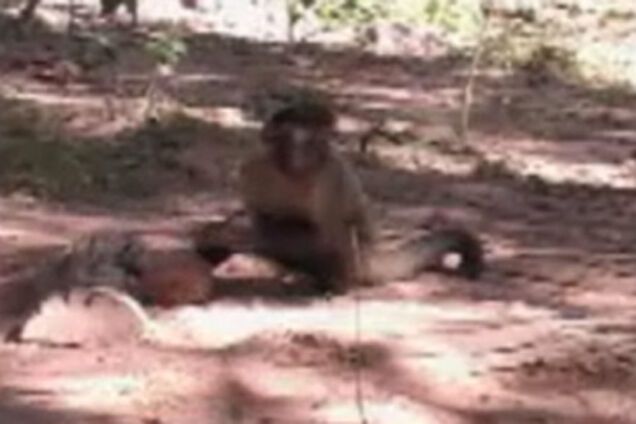 Как обезьяны раскалывают орехи. ВИДЕО