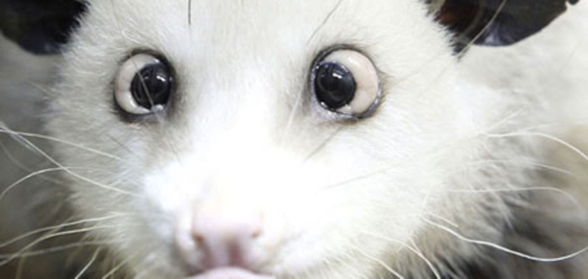 Животные становятся суперзвездами. ФОТО