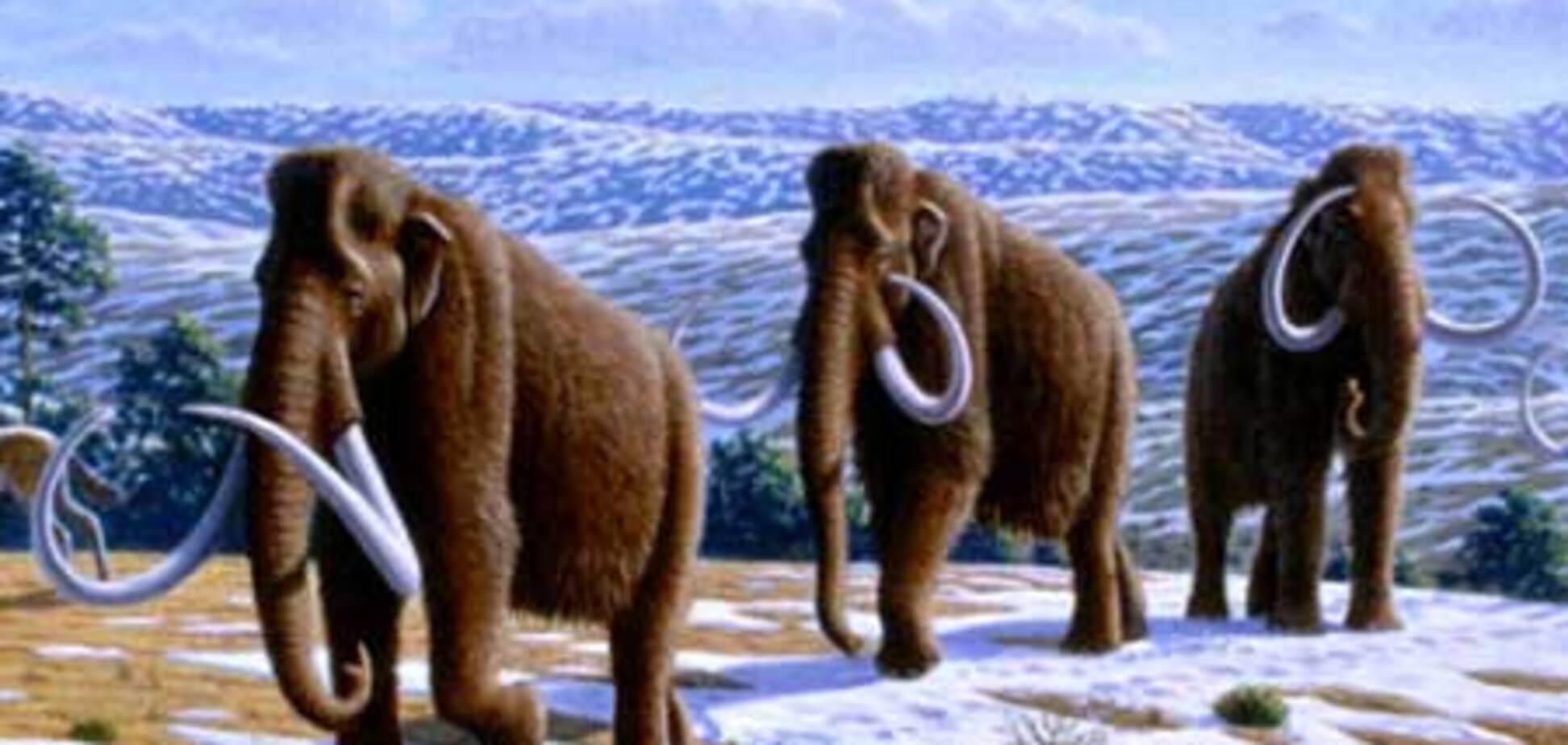 Японские ученые обещают возродить мамонта через 4 года