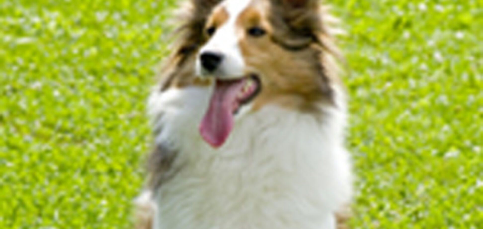 Названа найрозумніша порода собак