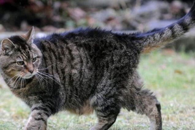 Самой старой в мире кошке - 172 года