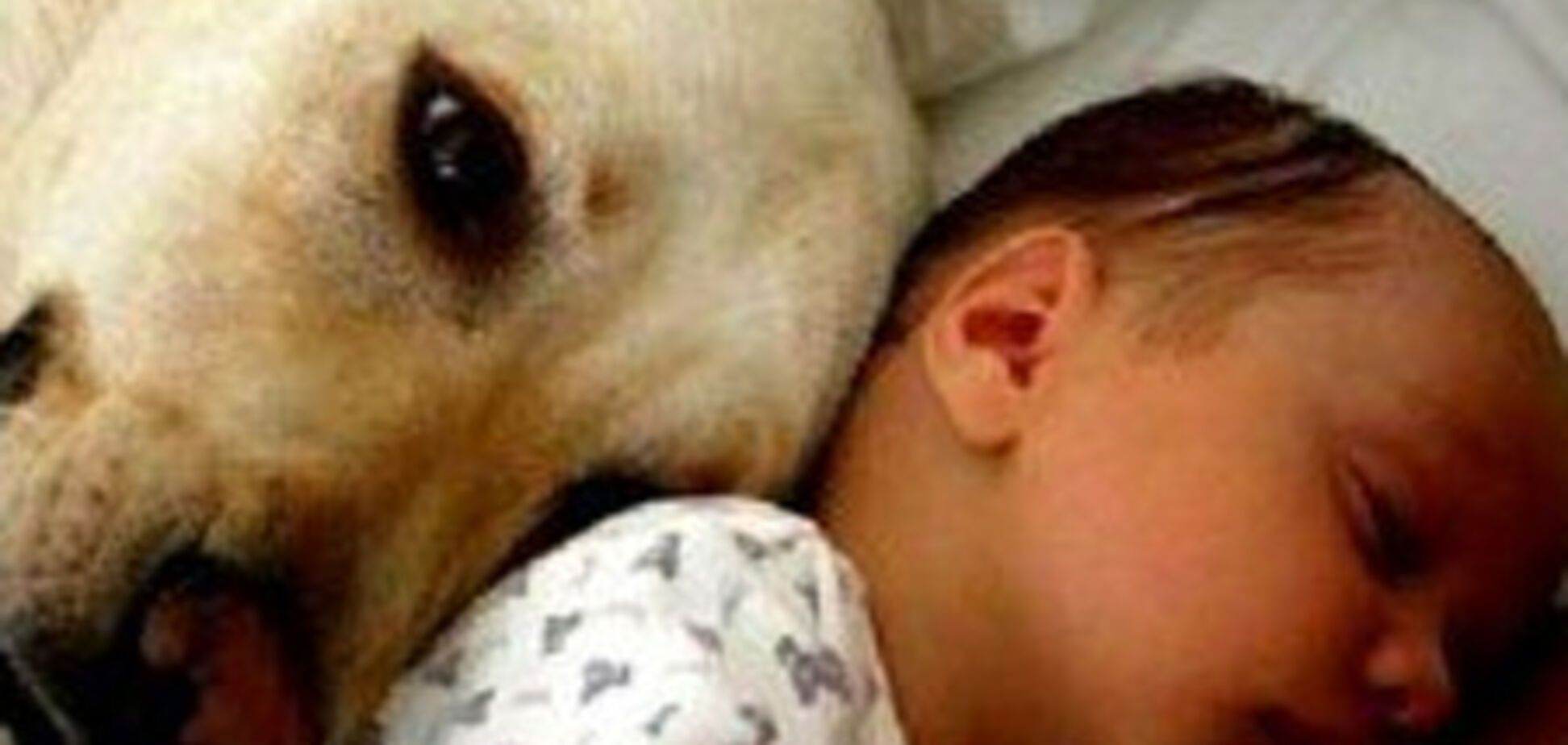 Спать с домашними животными опасно