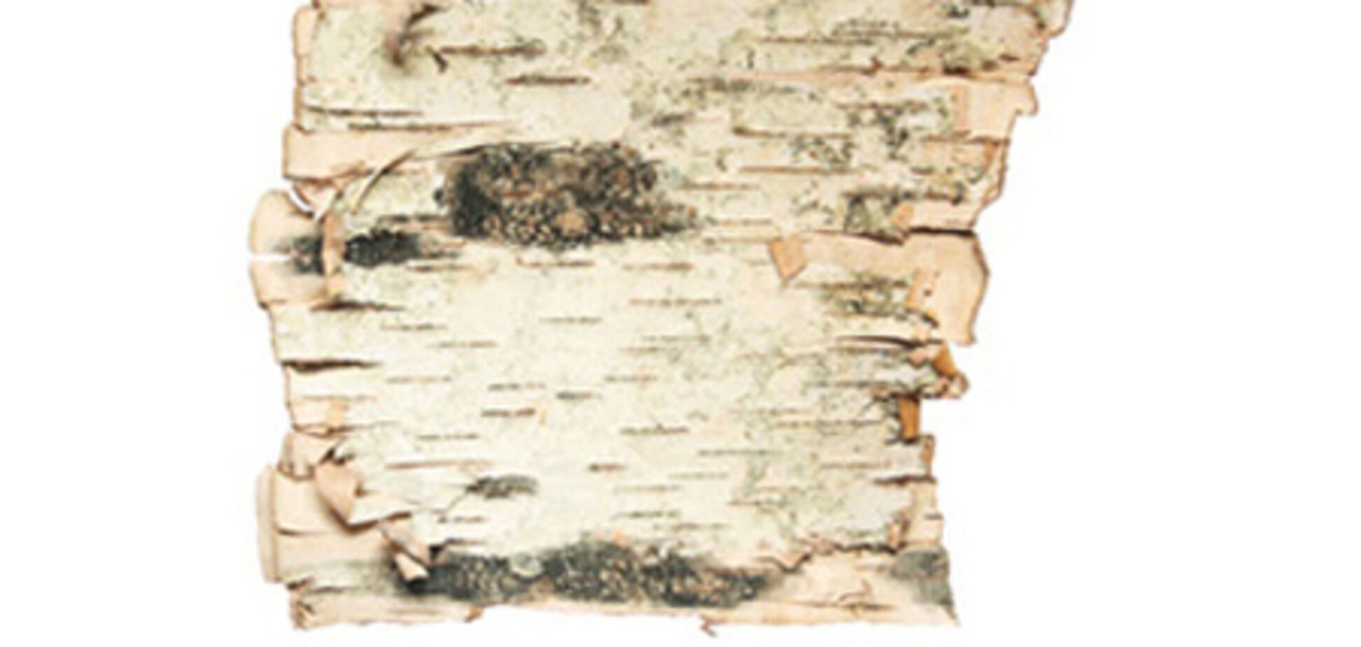 Березовая кора стимулирует обмен веществ