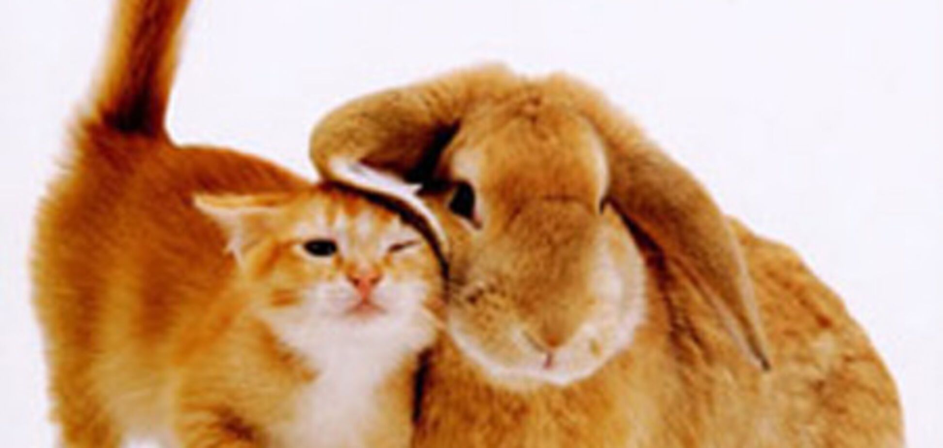 Щасливий гороскоп для всієї родини