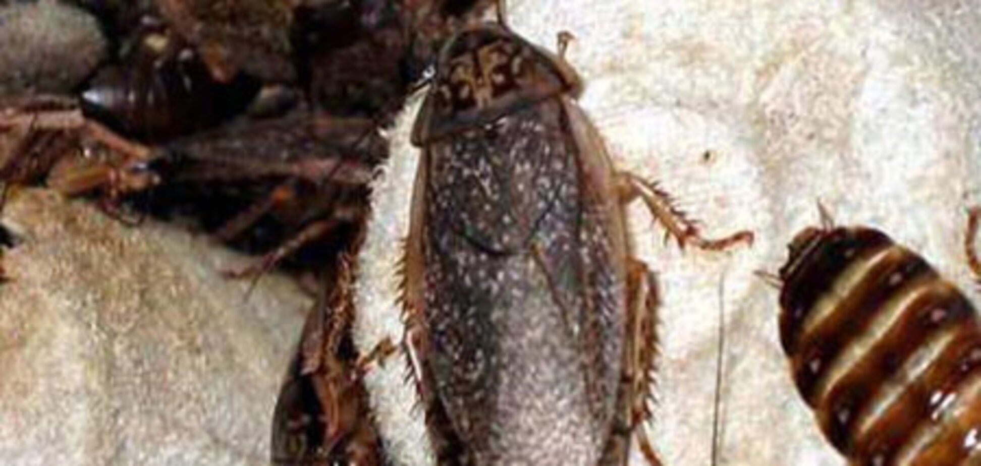 Украинских тараканов конфисковали в пользу России