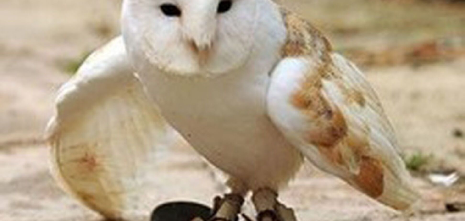 В Германии поймали пьяную сову