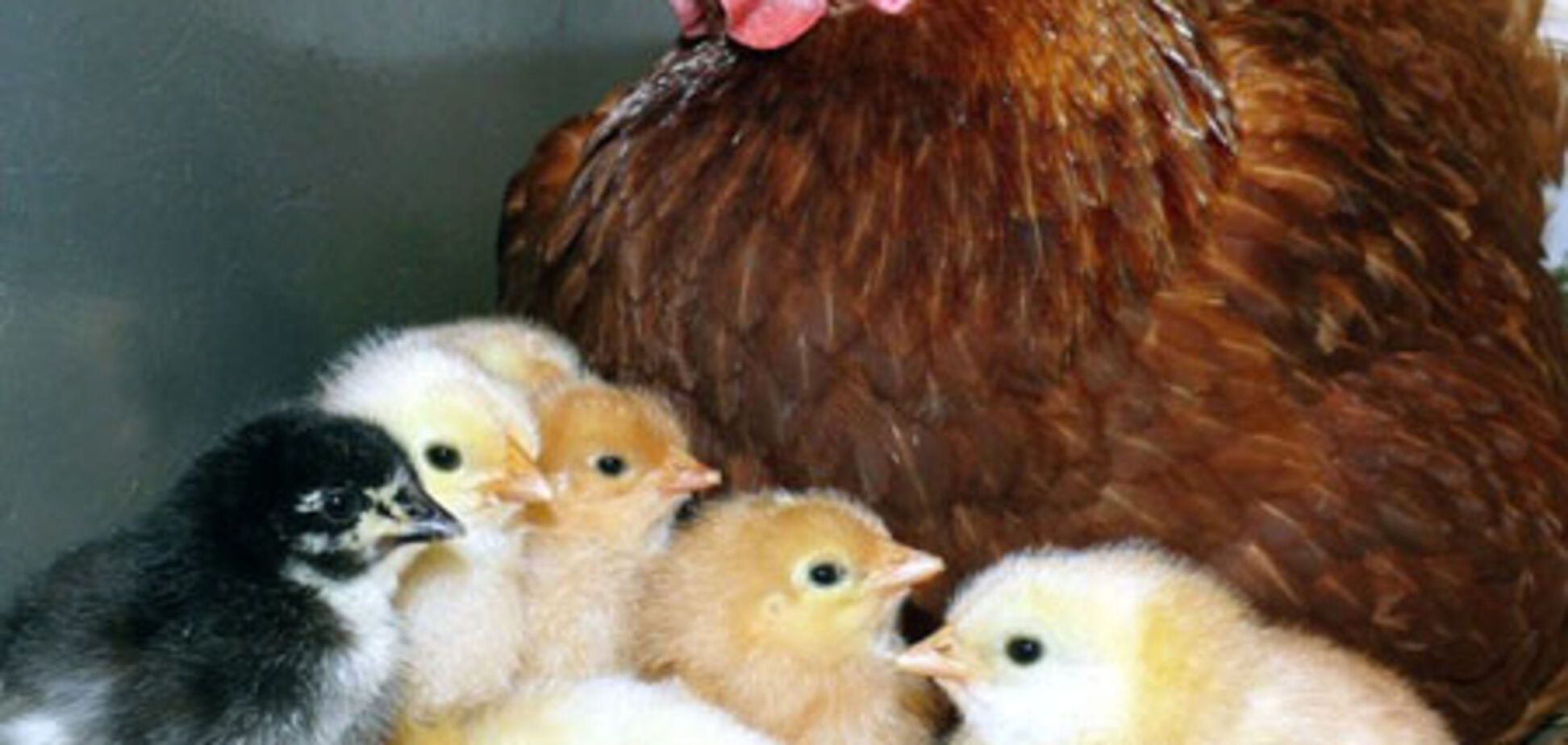 Німеччина припинила діоксинову паніку