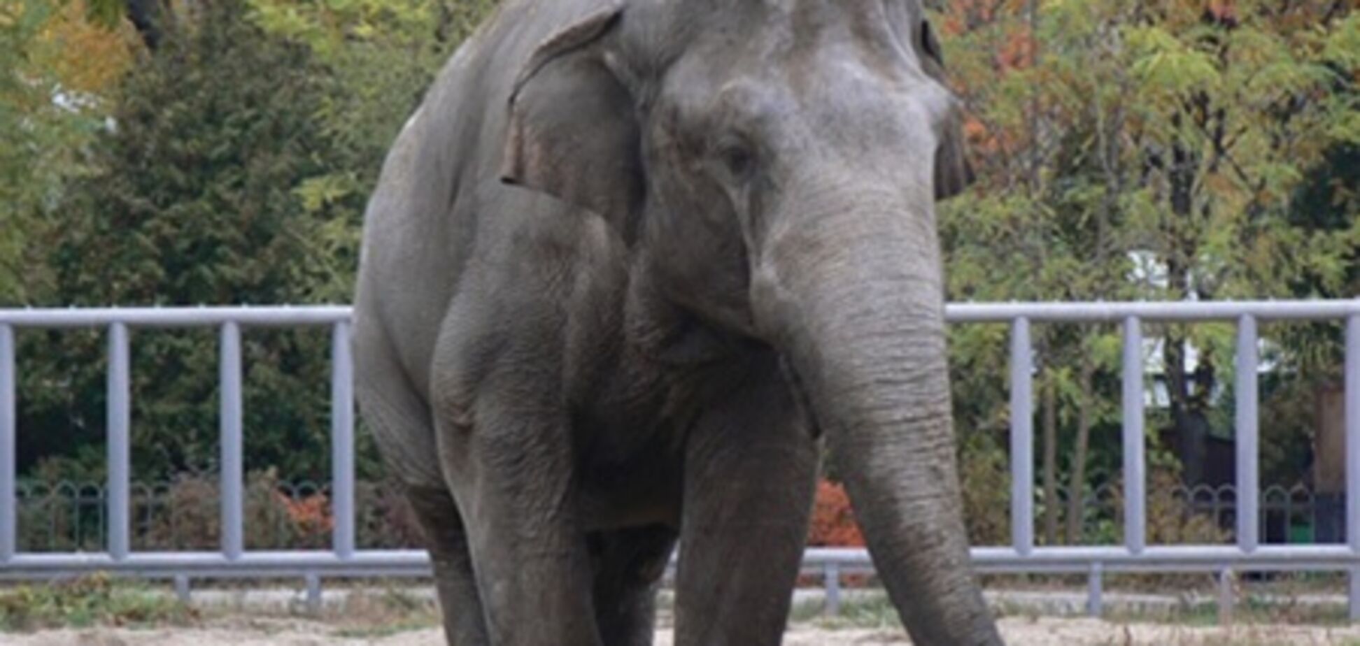 Политики подарят зоопарку слона за миллион гривен