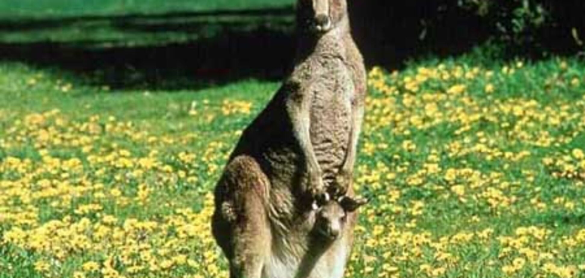 На первую ракетку мира напал кенгуру