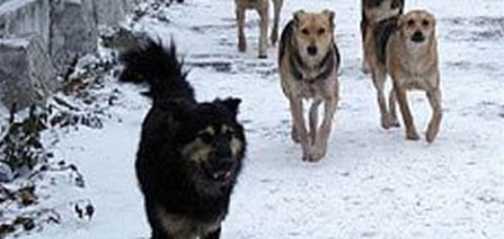 Киев атаковали бездомные собаки