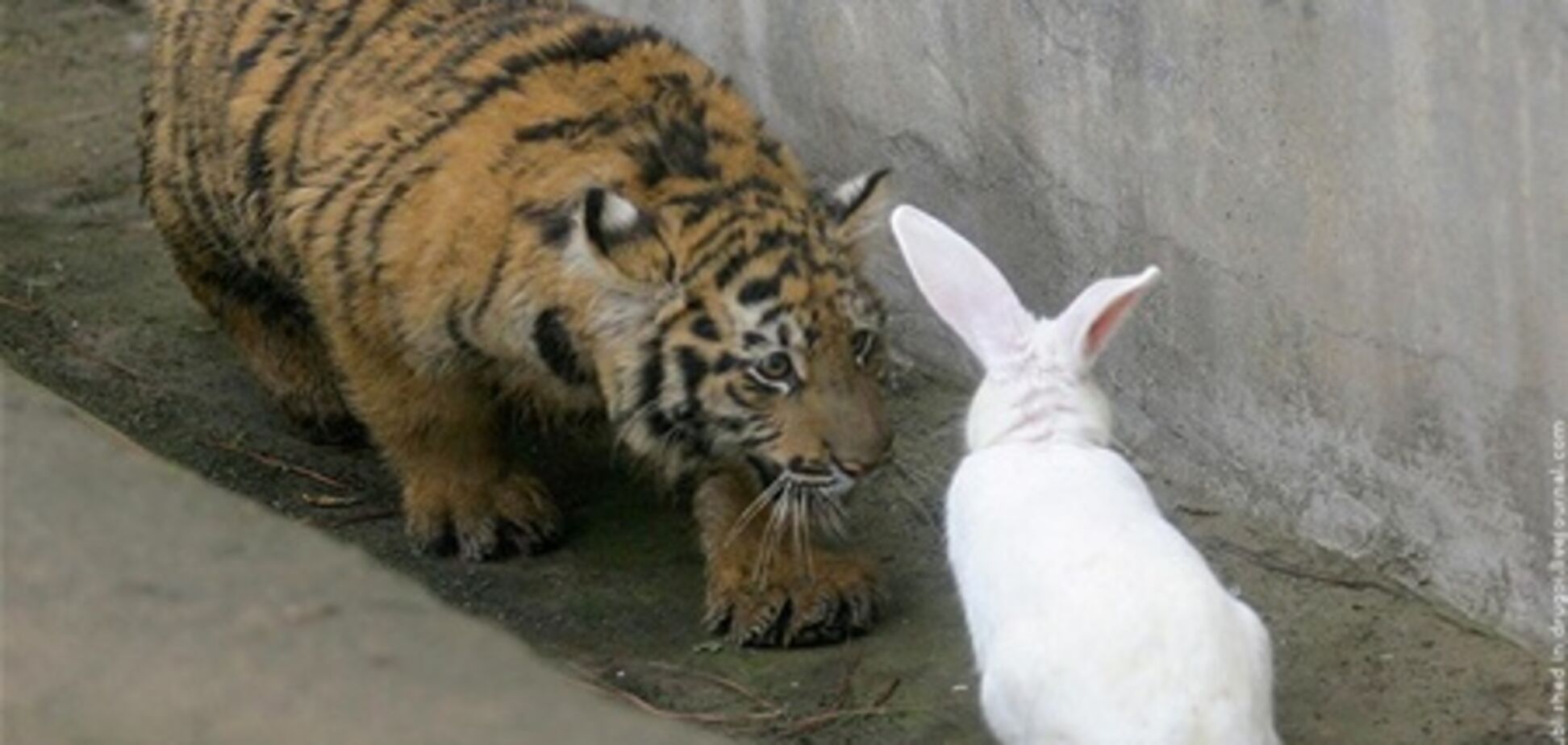 LIVE. У Китаї тигр полюбив свою їжу ніжною і трепетною любов'ю