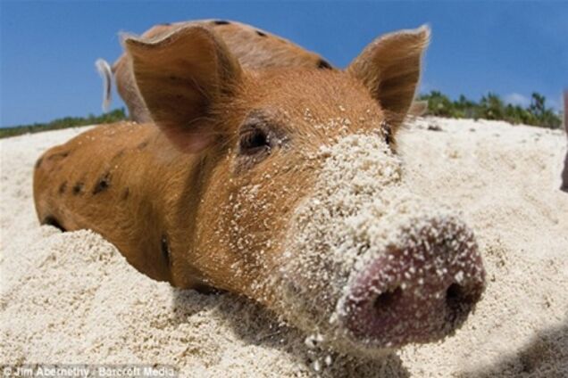 Поросенок Петр таки уехал из России. ФОТО