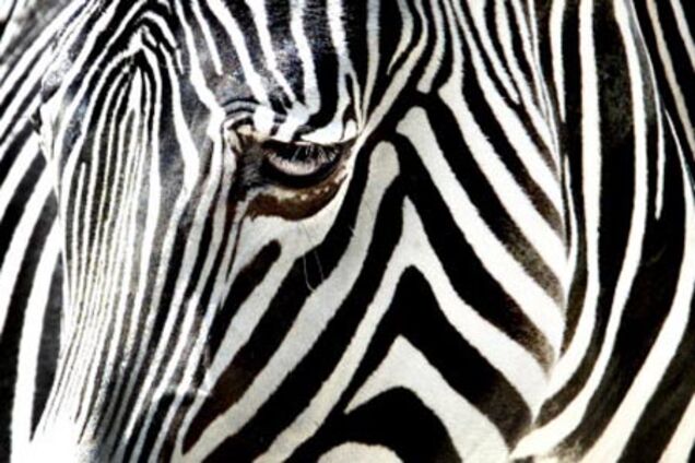 В зоопарке при пожаре сгорели страусы, зебры и антилопа