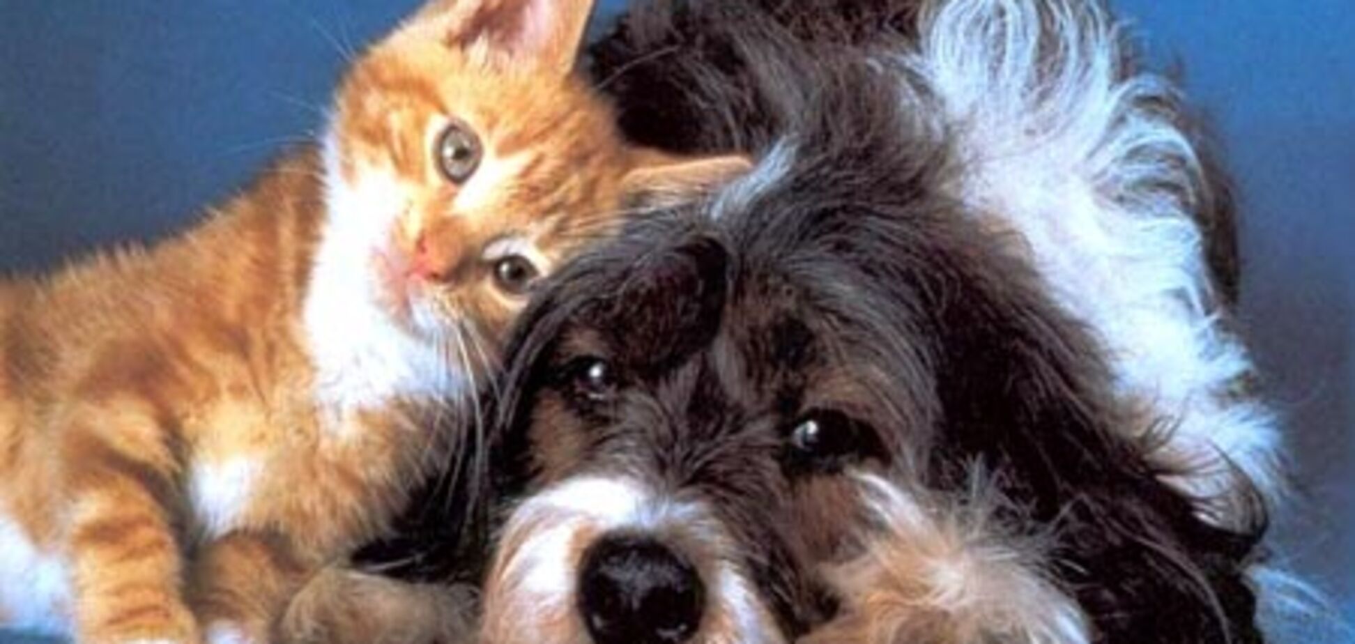 В США кошки и собаки получили права людей