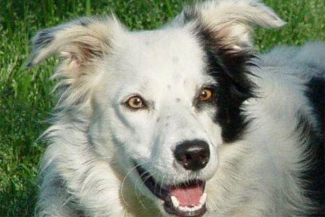 Собака вивчила 1000 слів за три роки