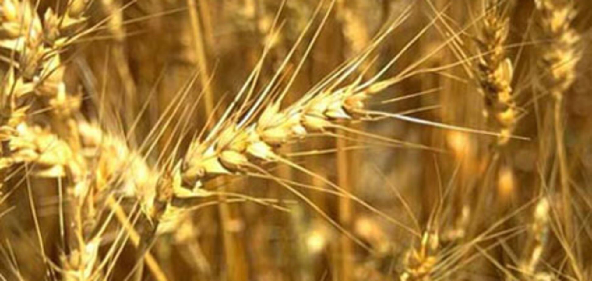 На Сумщине две тонны зерна унесли через окно