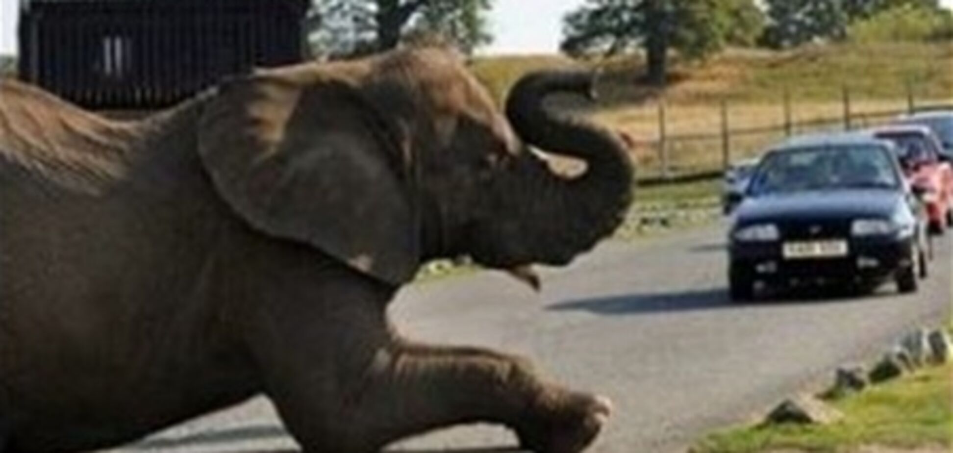 Задремавший слон устроил пробку в сафари-парке