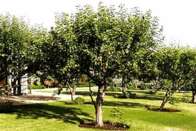 Одещина. Незабаром одесити зможуть вирощувати інжир та ківі