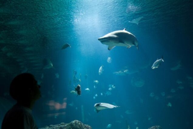 Океанографічний парк у Валенсії