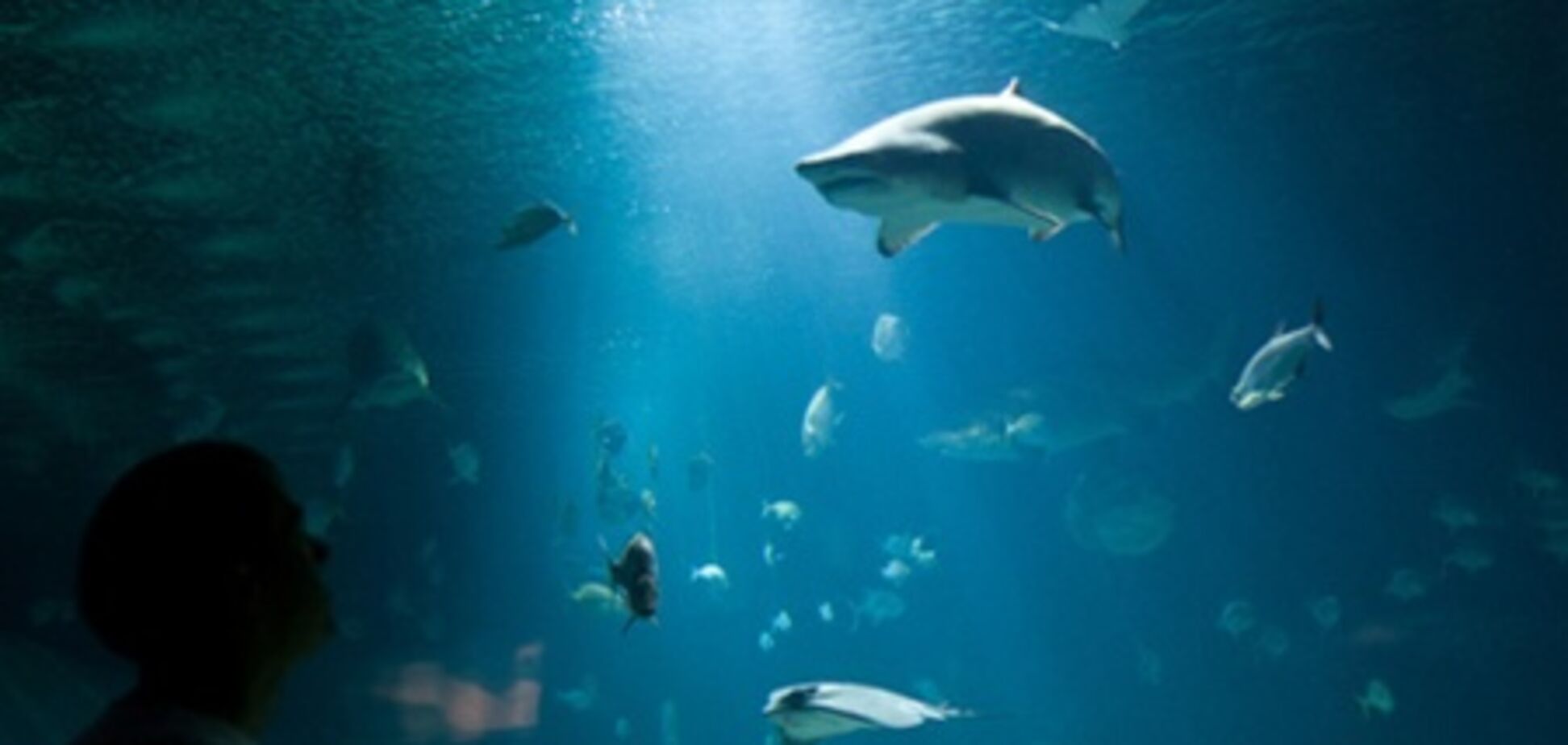 Океанографічний парк у Валенсії