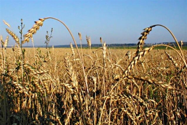 Отмена квот на зерно не покроет затрат аграриев