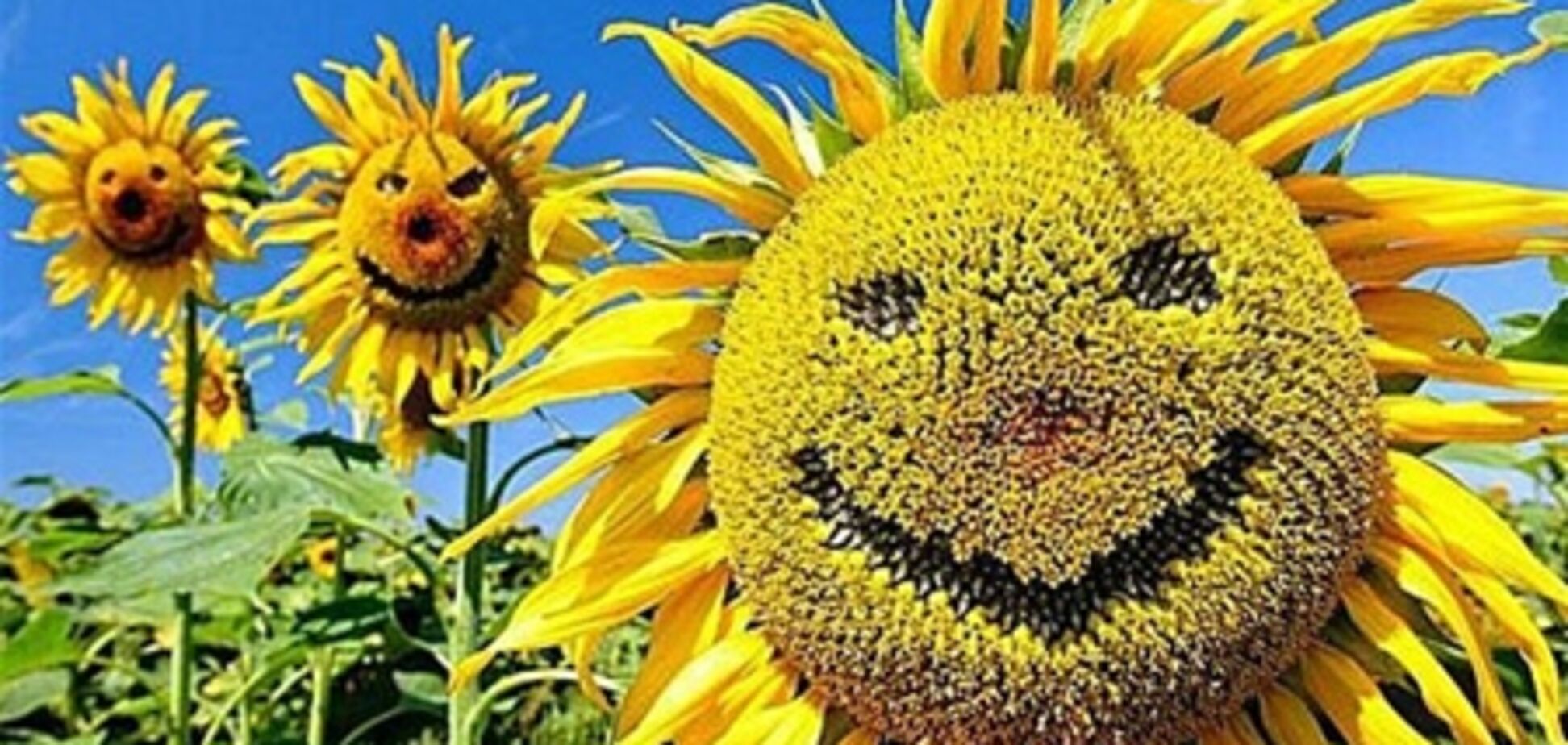 Кому нужен урожай? Налетайте-разбирайте…