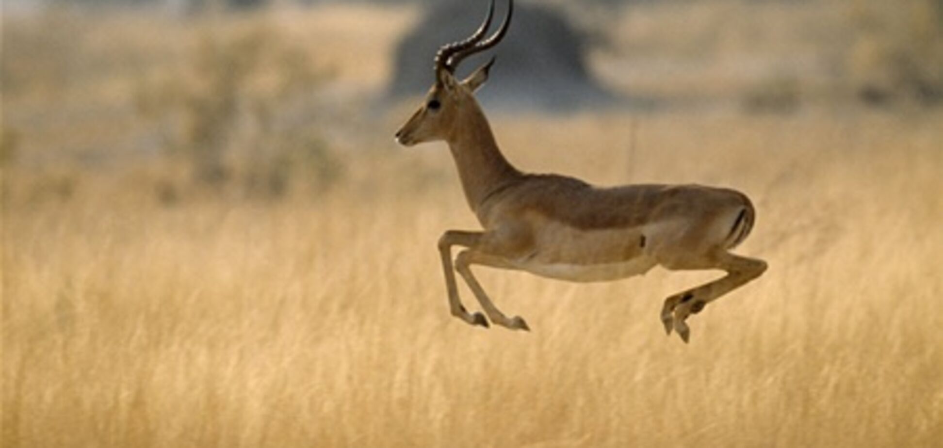 Африканська антилопа збила велосипедиста під час гонки. Відео