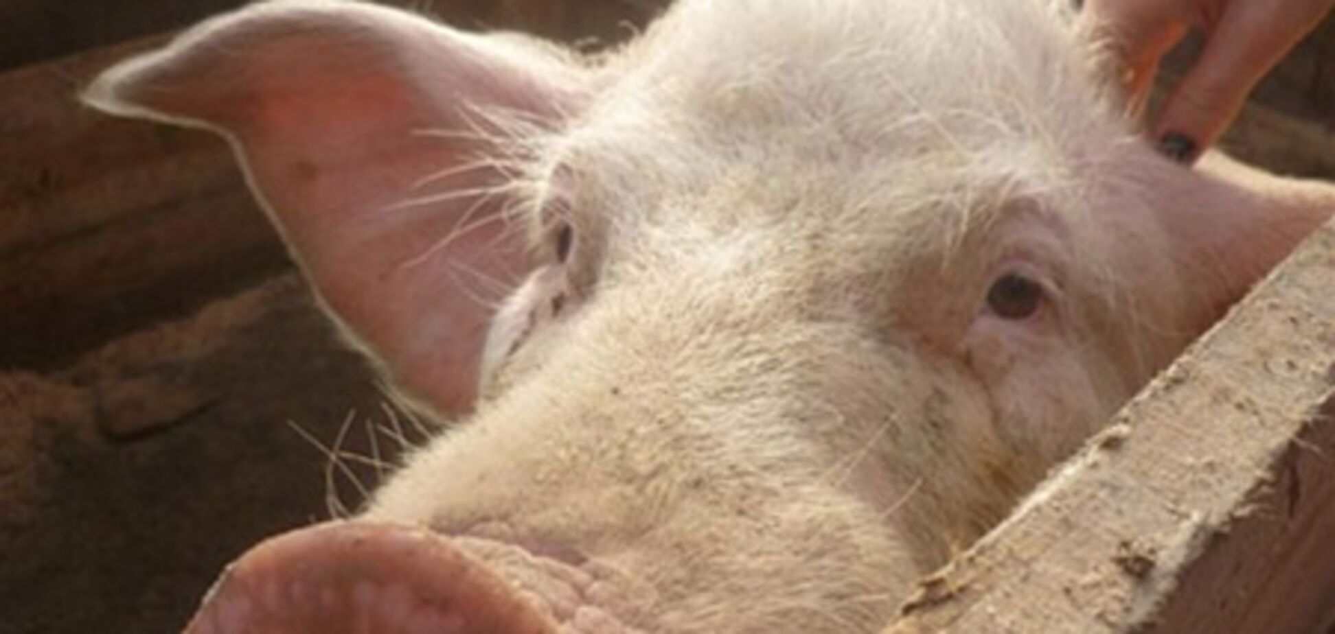 Украина отметила праздник свиньи