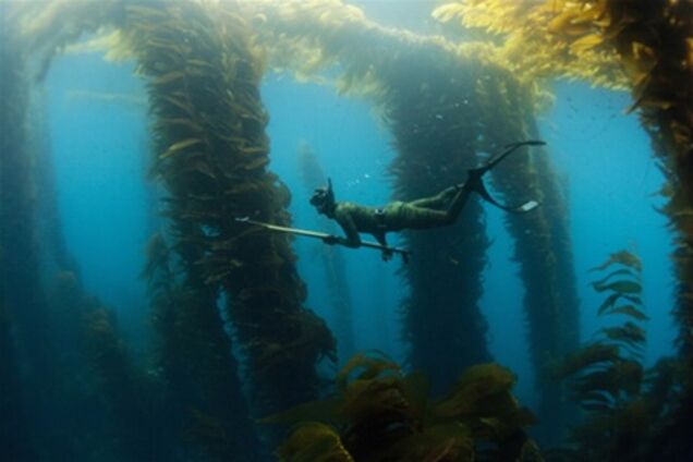 Підводне полювання