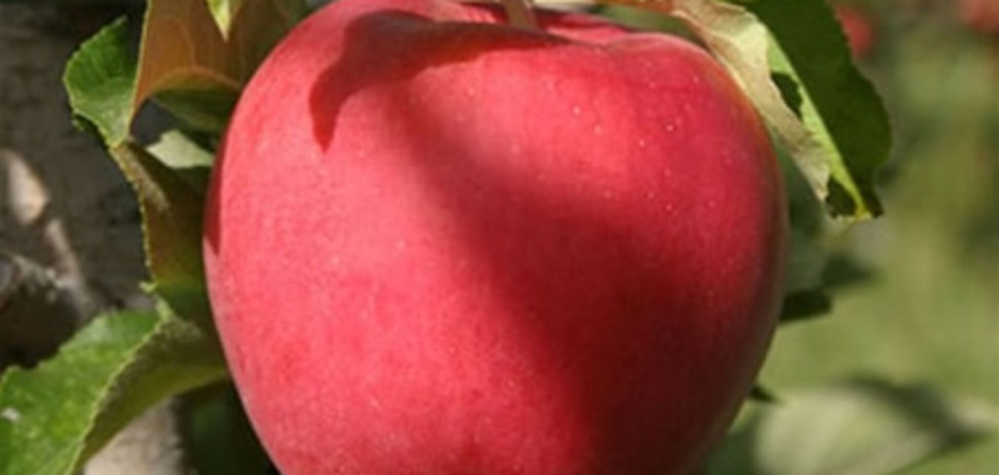 Польша опасается яблочной войны с Украиной