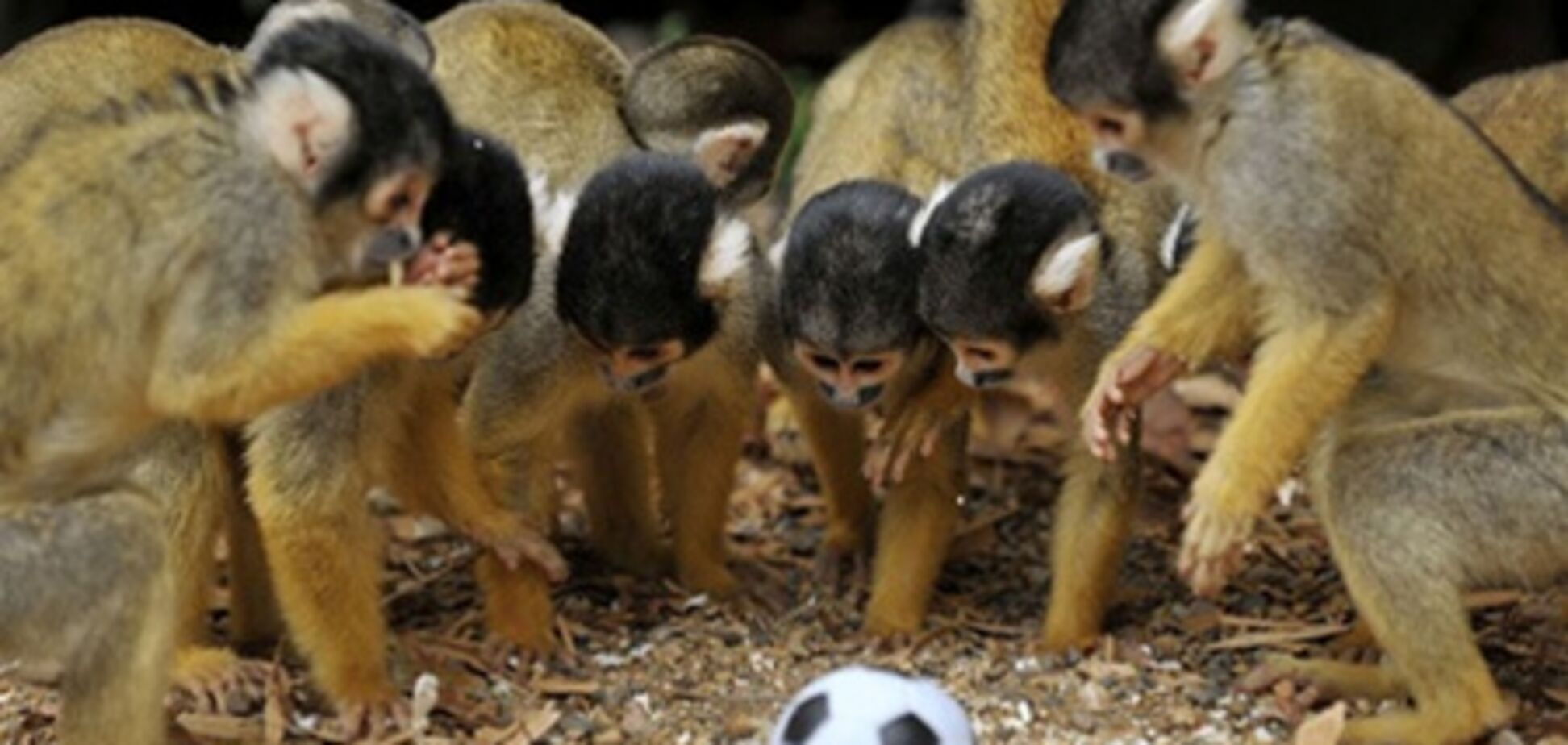 Эти чудные животные