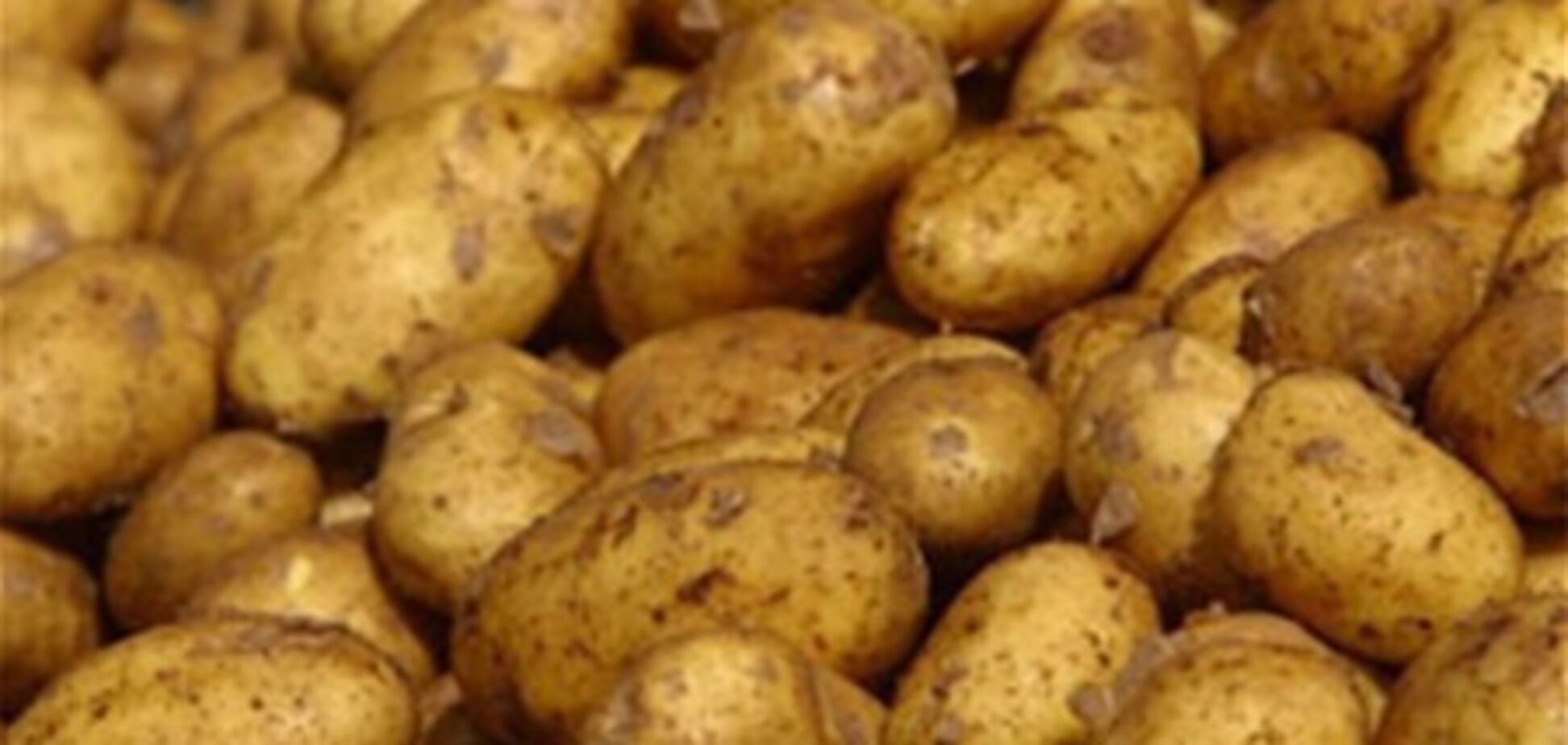 Украина собрала рекордное количество картошки