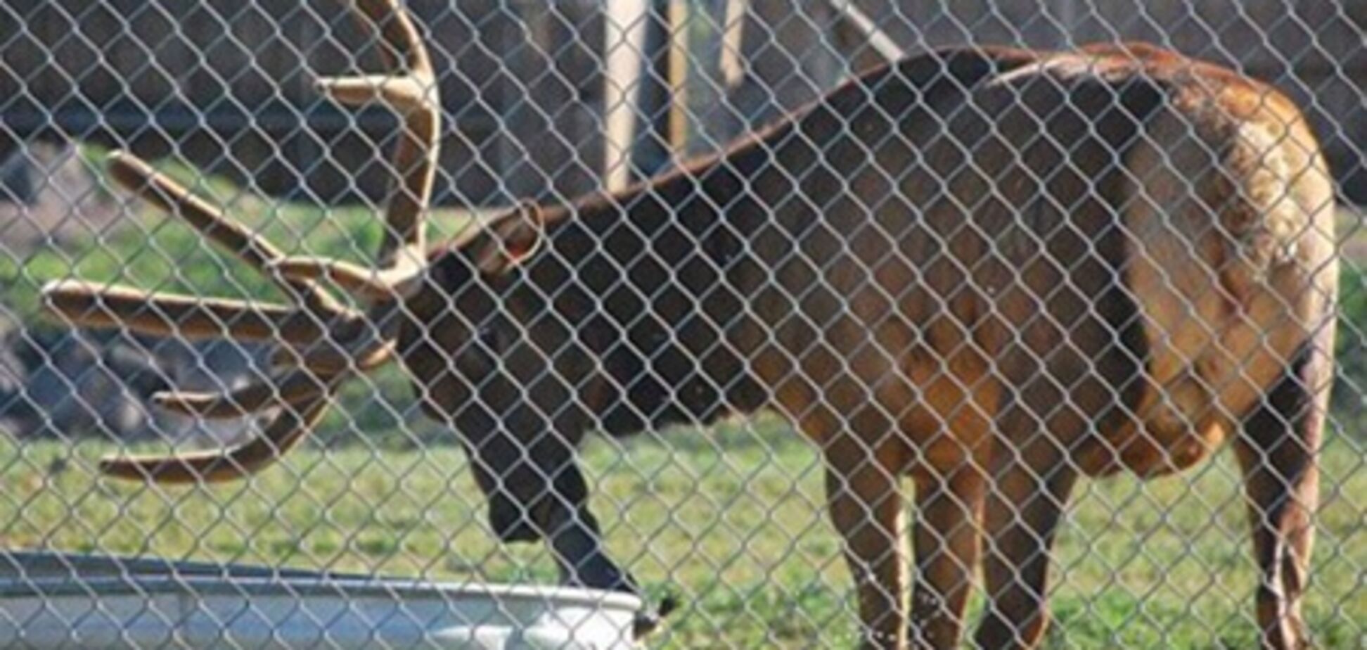 В киевском зоопарке с оленями покончено