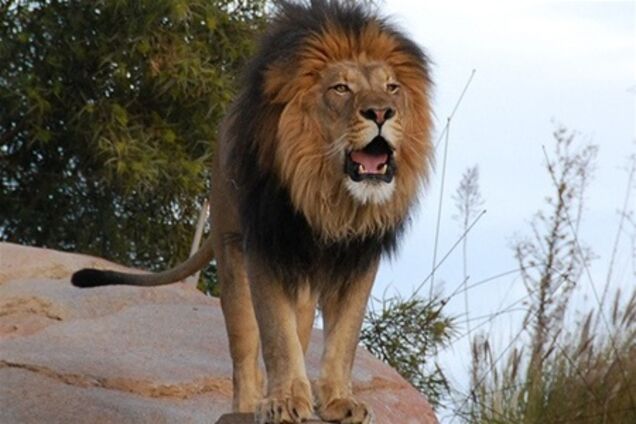 У США з ферми втекло 48 диких звірів