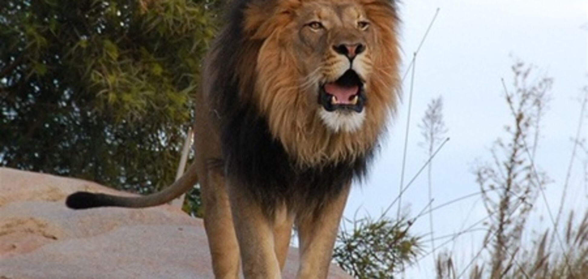 У США з ферми втекло 48 диких звірів