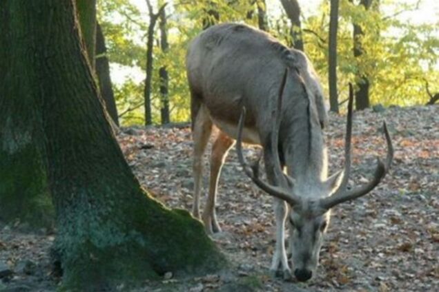 У київському зоопарку отруїли ще одного оленя - ЗМІ