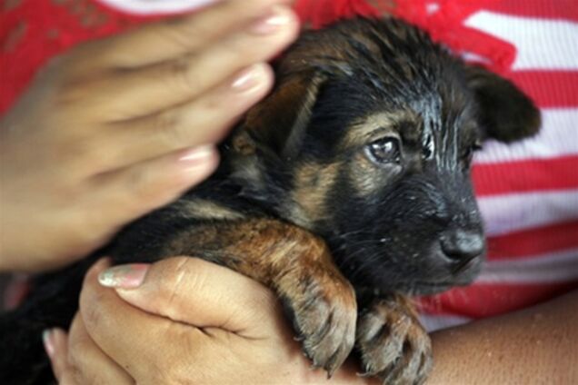 Спасение животных в затопленном Таиланде