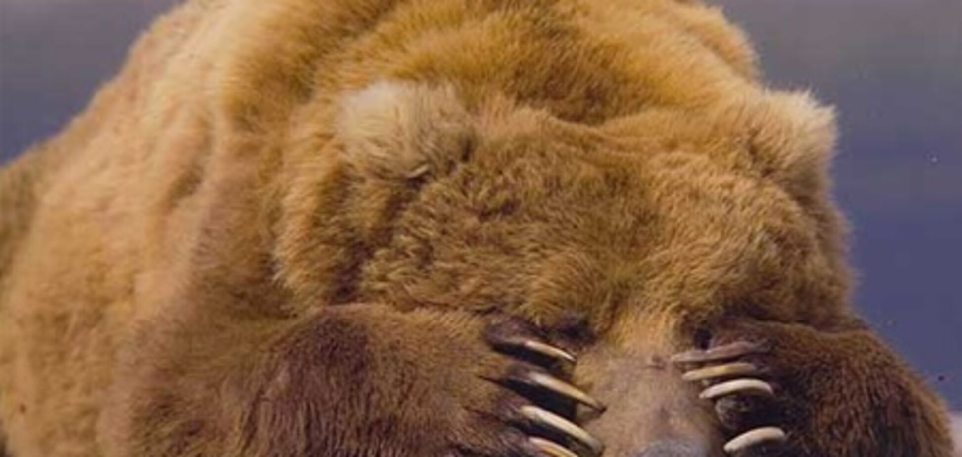 В США медведь ограбил магазин сладостей