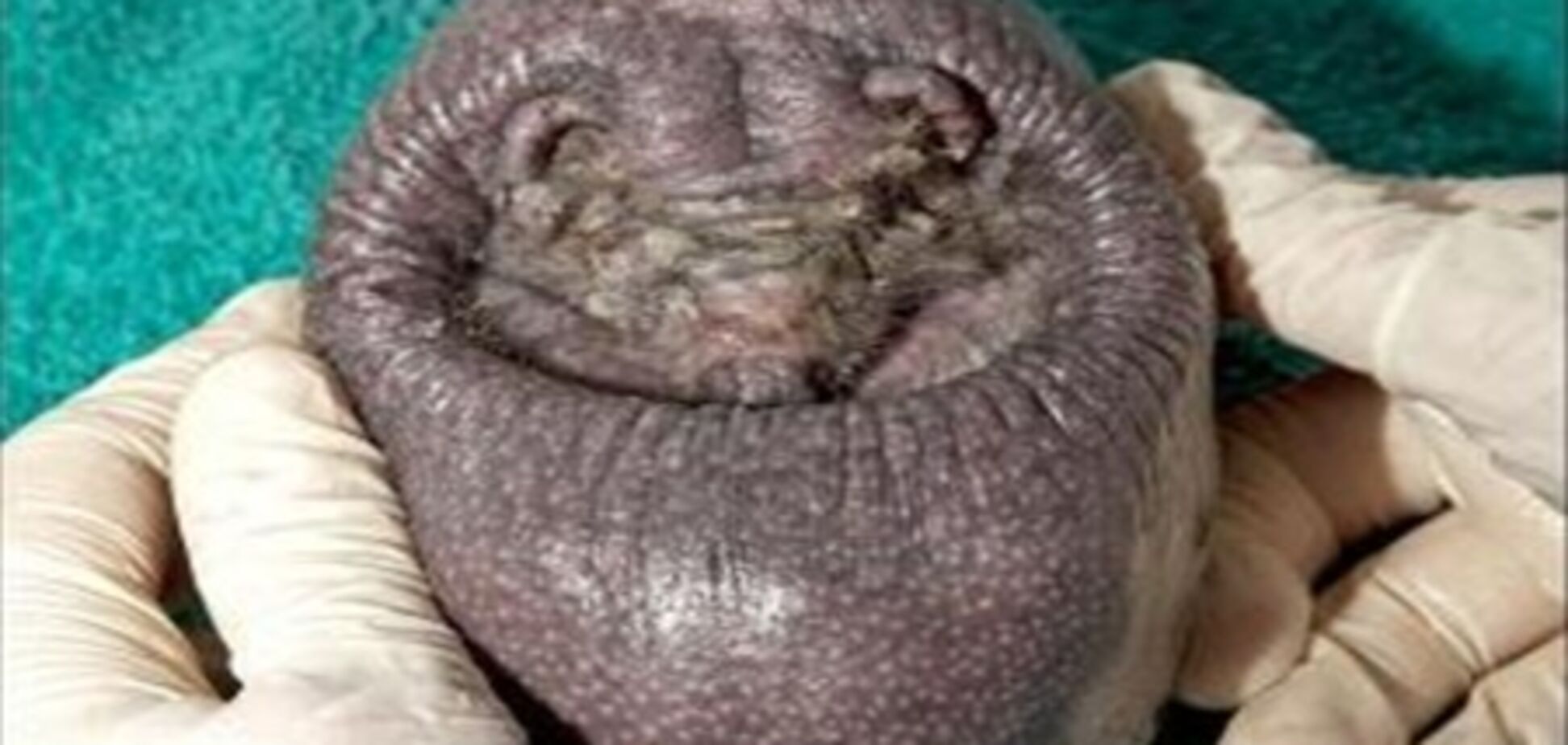 Лисий їжак, схожий на картоплину