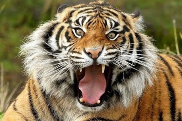 В зоопарке США тигра отправили к стоматологу