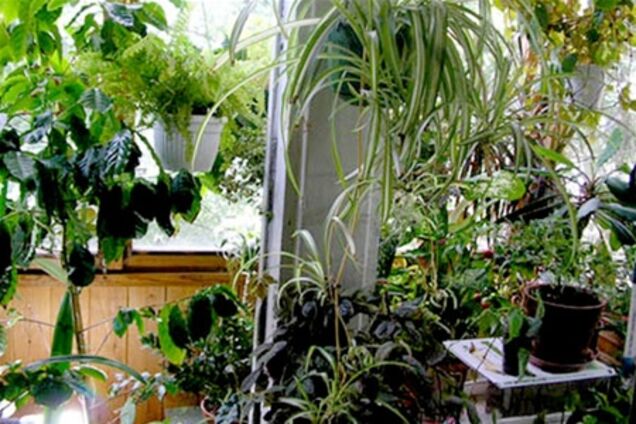 Обустраиваем зимний сад на балконе