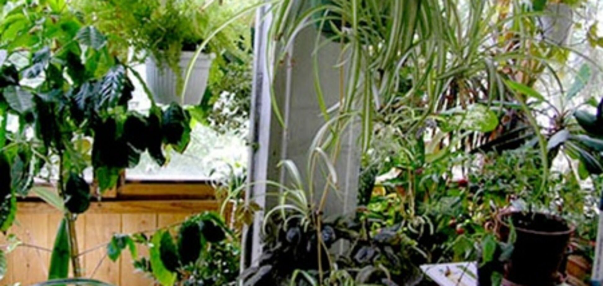 Обустраиваем зимний сад на балконе