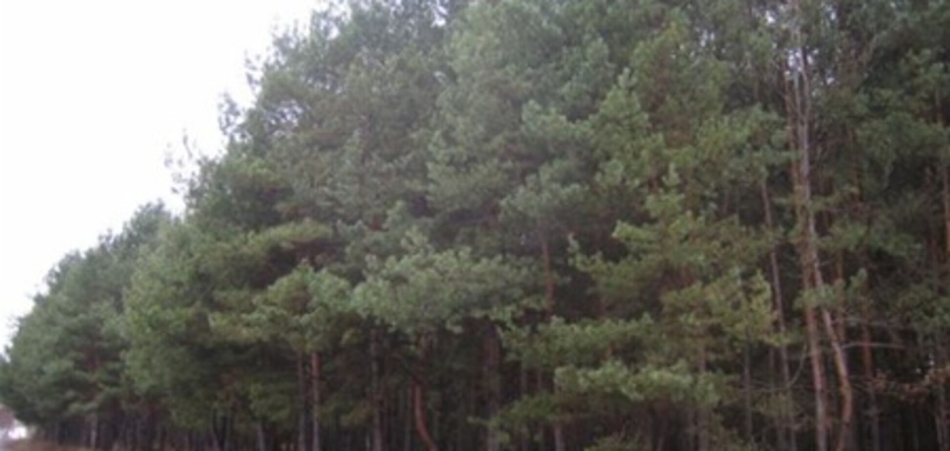 В Киевской области незаконно раздали 70 гектаров земли