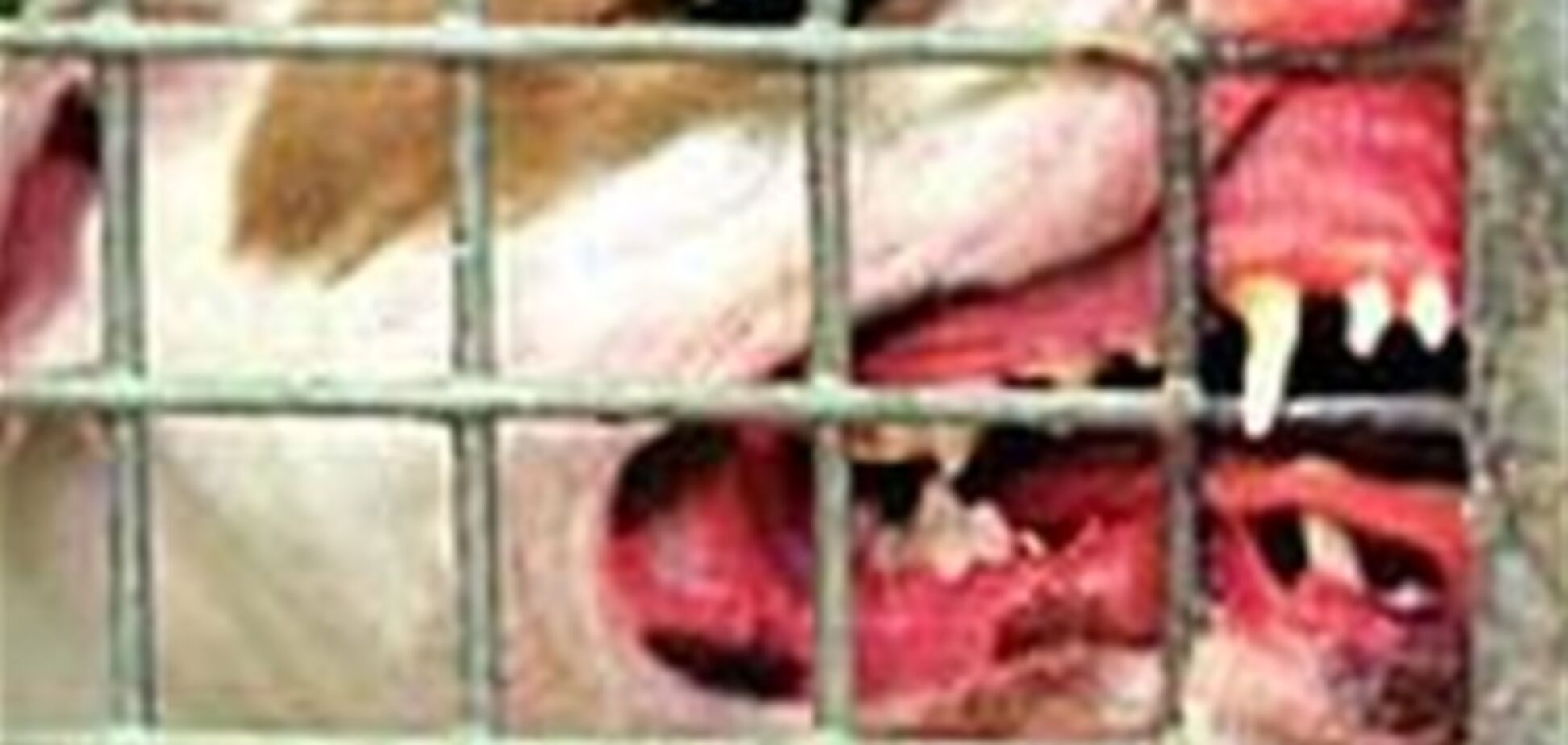 Владелец питбуля, который изорвал двух детей, может сесть на два года