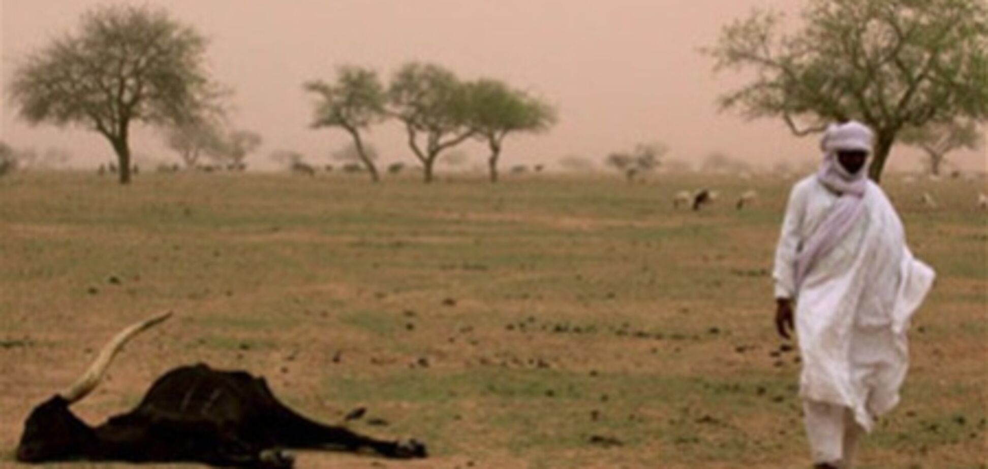 В Нигере возник острый дефицит зерна: стране угрожает голод