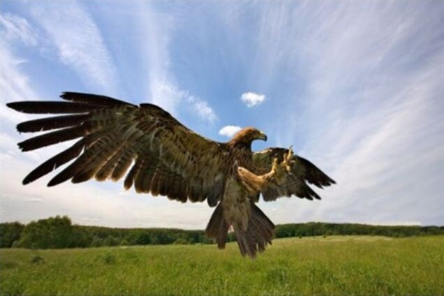 Ястреб во время охоты за голубем разбил окно в квартире